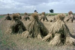Feld mit Getreidegarben