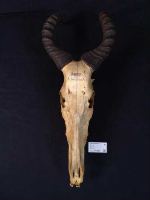 Alcelaphus buselaphus, Akrosa, Togo