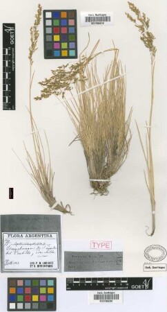 Agrostis fulva Griseb. [type]