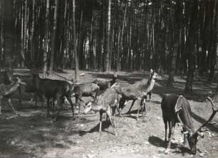 Rotwild im Moritzburger Wildgehege