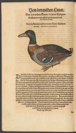 Von der kleineren wilden blawen Enten/ Rätschent genennt. Anas fera torquata minor.
