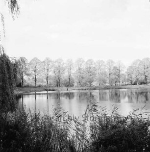 Mühlenteich: vorn Schilf: am gegenüberliegenden Ufer Hansdorfer Mühlendamm und Baumreihe