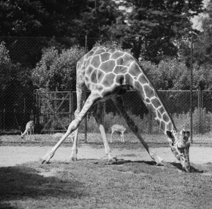Zootiere. Giraffe