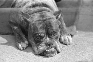Haustier Hund