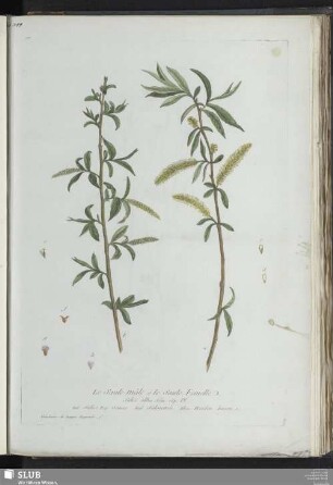 Le Saule Mâle et le Saule Femelle