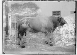 Landwirtschaftskammer Sigmaringen 1934 - Tieraufnahmen Stier