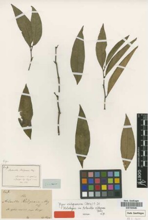 Artanthe rudgeana Miq.