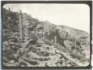 Xerothermer Hangbusch mit Cereus Pasacana am Cerro Ulacsa bei Llica