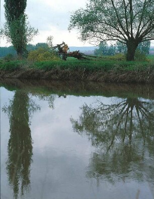 Baum nach Blitzeinschlag am Ufer der Unstrut