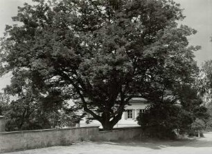 Foto, Dresden-Loschwitz