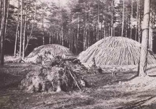 Dübener Heide