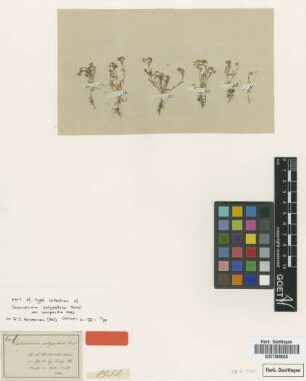 Calandrinia polypetala Fenzl var. composita Nees[isotype]