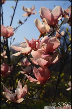 Potsdam, Park Sanssouci, Sträucher und Klettergehölze, Blüte.
