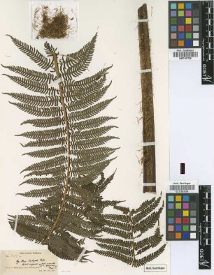 Cyathea insignis D.C.Eaton [type]