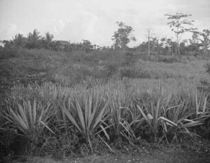 Sisal-Agaven (Agave sisalana) auf der Insel Mactan : Blick zu einem Bauernhaus