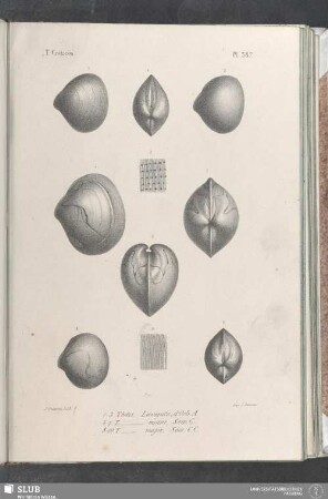 Pl. 387