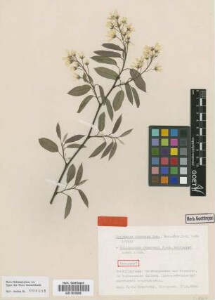 Crataegus racemosa Lam.