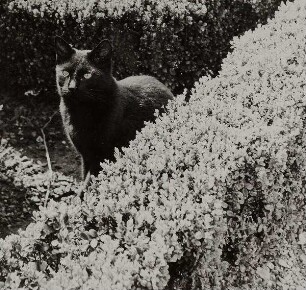 Eine schwarze Katze im Park von Lady Mendl