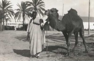 Nordafrika. Dromedar (Camelus dromedarius) mit Fußfessel