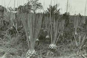 Ernte von Blättern der Sisal-Agave : Afrika, Sisal-Agave (Agave sisalana), zum Teil abgeerntete Plantage