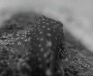 Gastromyzon borneensis (Gastromyzonidae) - Kriechen und Schwimmen