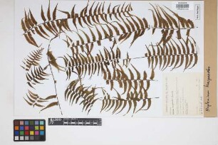 Asplenium harpeodes Kunze