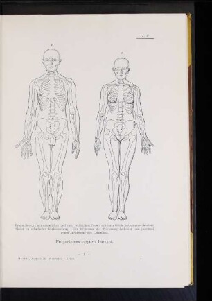 Proportiones corporis humani.