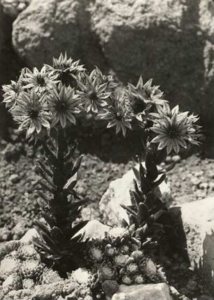 Dach-Hauswurz (Sempervivum tectorum), auch Echte Hauswurz, Gewöhnliche Hauswurz, Donnerwurz, Alpen-Hauswurz, wohl im Sattelberggebiet
