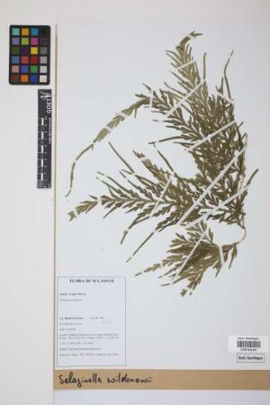 Selaginella willdenowii (Desv.) Baker