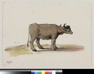 Wasserbüffel (Bubalus arnee)