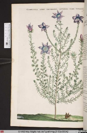 CAMPANULA AFRIC: FRUTESCENS ACULEOSA FLORE VIOLACEO.