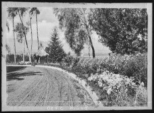 Redlands. A Driveway at Redlands, Cal.