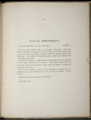 Genus IX. Dorcotragus.