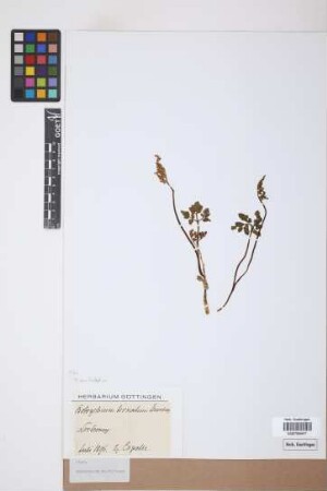 Botrychium multifidum (Gmel.) Rupr.