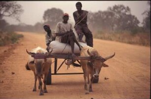 Gambia. Junge Bauer auf einem Karren in Gunjur