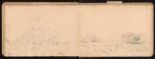 31v-32r 1.III.1884 Rais, Gruppe von Tarfahbäumen