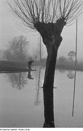 Im Wasser stehende Weide