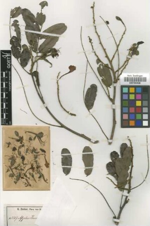 Afzelia zenkeri Harms [isotype]