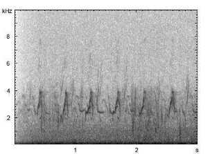 Haubentaucher | Podiceps cristatus - Ruf