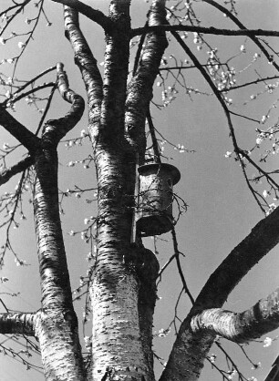 Frühling, Alle Vögel sind schon da!