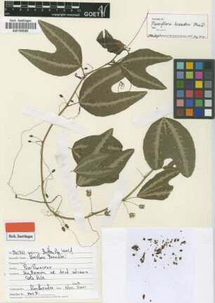 Passiflora boenderi J.M.MacDougal [isotype]