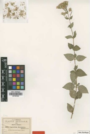 Eupatorium durangense B.L.Rob. [type]