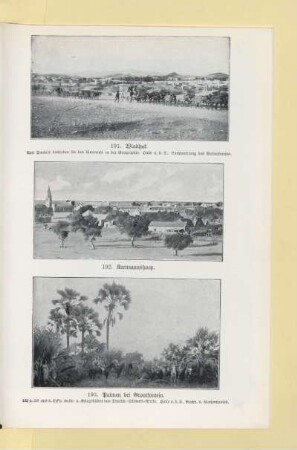 193. Palmen bei Grootfontein