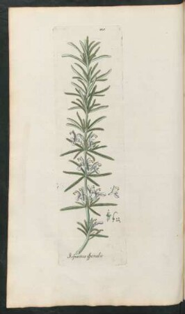 401. Rosmarinus officinalis