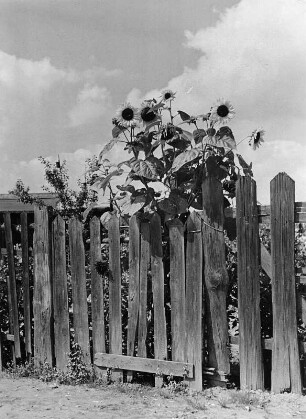 Blumen. Sonnenblumen