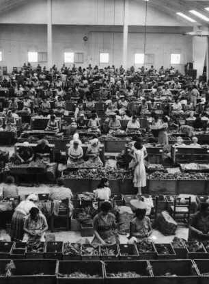 Verlesen der Tabakblätter mit der Hand, Griechenland, aus der Serie 'Die Welt des Tabaks'