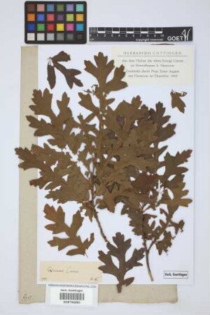 Quercus cerris L.
