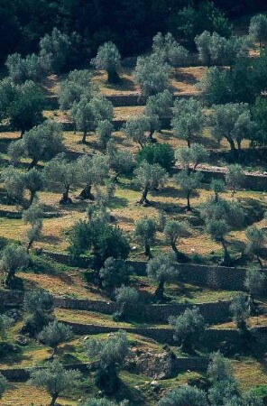 Spanien. Mallorca. Soller. Nähe. Oliventerrassen