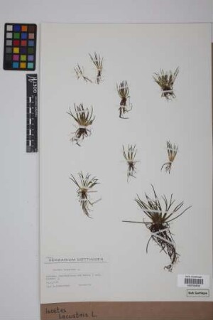 Isoetes lacustris L.