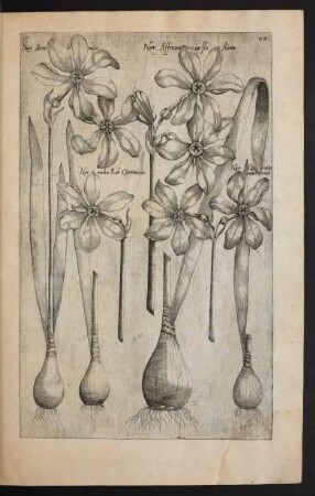 Taf. 22. [Narcissus]
